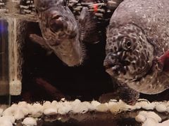 -羽山料理