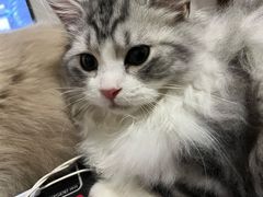 -lincat·猫舍(广州店)