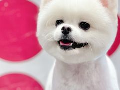 -宠物梦想家(日月豪庭店)