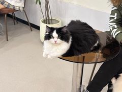-共舞时光猫咖·狗咖(新街口店)