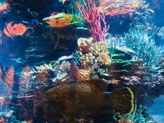 -迪拜帆船酒店海底餐厅