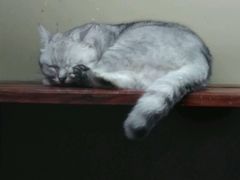 -猫咪博物馆(顶澳仔猫街店)