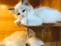-猫十亿·布偶金渐层·曼基康矮脚猫舍(青年路店)