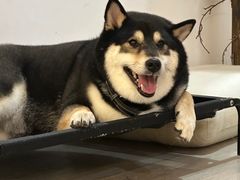 -柴迷FANS CLUB·柴犬狗咖·猫咖