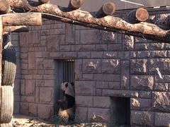 景点 熊猫-北京动物园