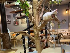 -豆逗聊愈猫阁Easy Life