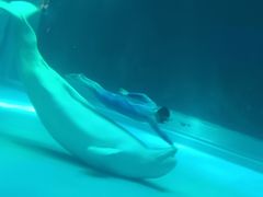 -上海海昌海洋公园-冰山北极馆