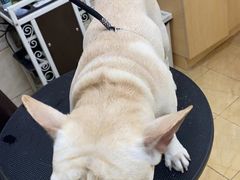 -美联众合动物医院·24h京西诊疗中心