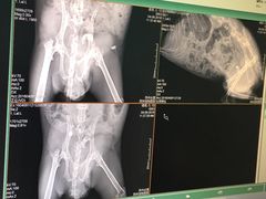 -雨林宠物医院 非犬猫异宠专科
