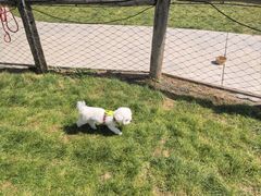 -爪吧宠物乐园 (温榆河示范区店)