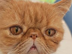 -平行世界·猫咖(首经贸店)