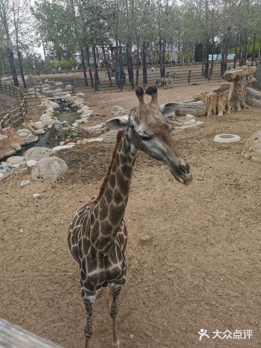 大连森林动物园图片