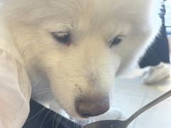 -怪兽屋·羊驼·猫咖·狗咖(俊华广场店)