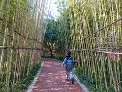 -金鸡湖桃花岛