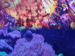 -海合安武汉极地海洋公园
