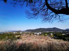 -香雪海