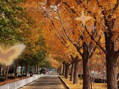-三里屯东五街银杏大道