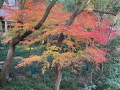 -中国茶叶博物馆(双峰馆区)