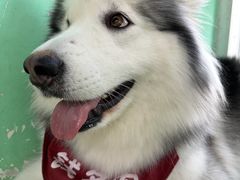 -Husky Go! 哈士奇体验馆·宠物咖啡厅狗咖