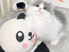 -70cat德文卷毛猫·缅因猫纯种猫舍