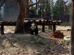 -都江堰中华大熊猫苑