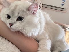 -宠物星动物医院·眼科·异宠·猫科(江南大道总院)