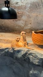 -Zoolung Zoolung动物主题公园(海信广场店)