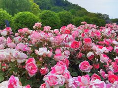 -上海辰山植物园
