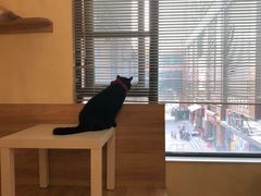 -滚猫咖啡·猫咖·猫友好撸猫(未来城店)