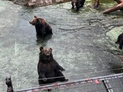 -深圳野生动物园