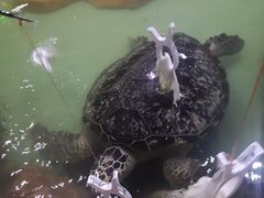 -重庆欢乐海底世界