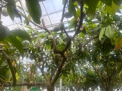 -歌斐颂巧克力小镇