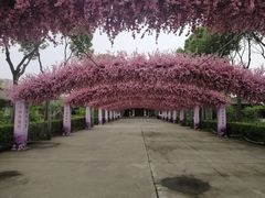 -南汇桃花村