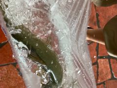 雅鱼-老字号怡玺·藿香雅鱼(20年雅安店)