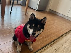 -翊宠yipet猫狗购宠庄园犬舍•猫舍