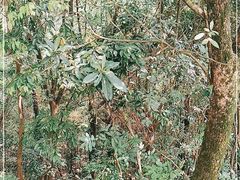 -白云山风景名胜区