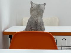 -1013 PET SHOP精品宠物商店(丁香店)