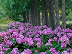 -上海滨江森林公园