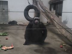 -新疆天山野生动物园