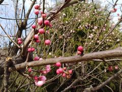 -白塘生态植物园