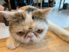 -平行世界·猫咖(首经贸店)
