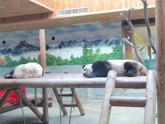 -西安秦岭野生动物园