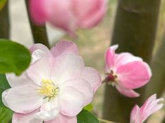 -海棠花溪(元大都城垣遗址公园)