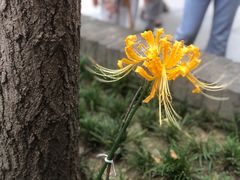 -西安大兴善寺