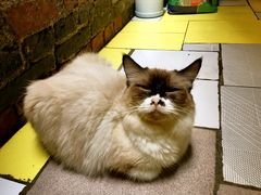 -猫色咖啡·猫咖