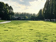 -合肥滨湖国家森林公园