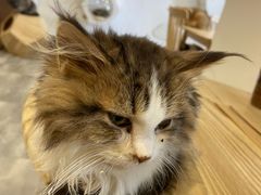 -楼上猫咖(罗湖店)