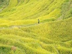 -紫鹊界梯田景区