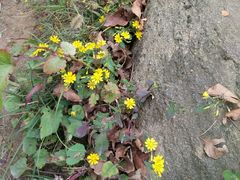 -鲁山国家森林公园