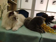 -鼓捣猫呢主题猫咖店